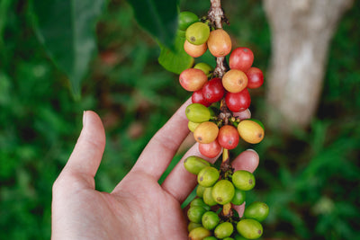 Coffee has Varietals?