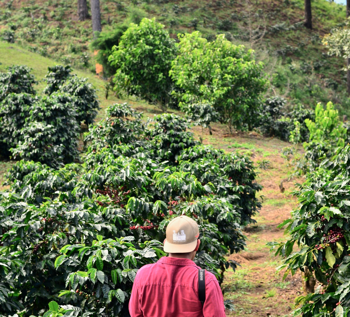 Innovative Farming Practices in Coffee Cultivation