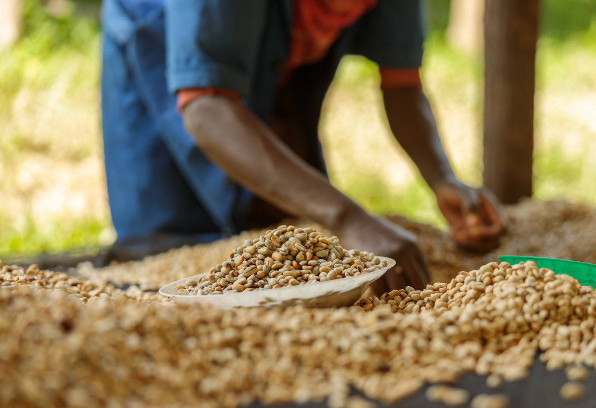 Coffee Processing: The Most Important Step in the Entire Production Process
