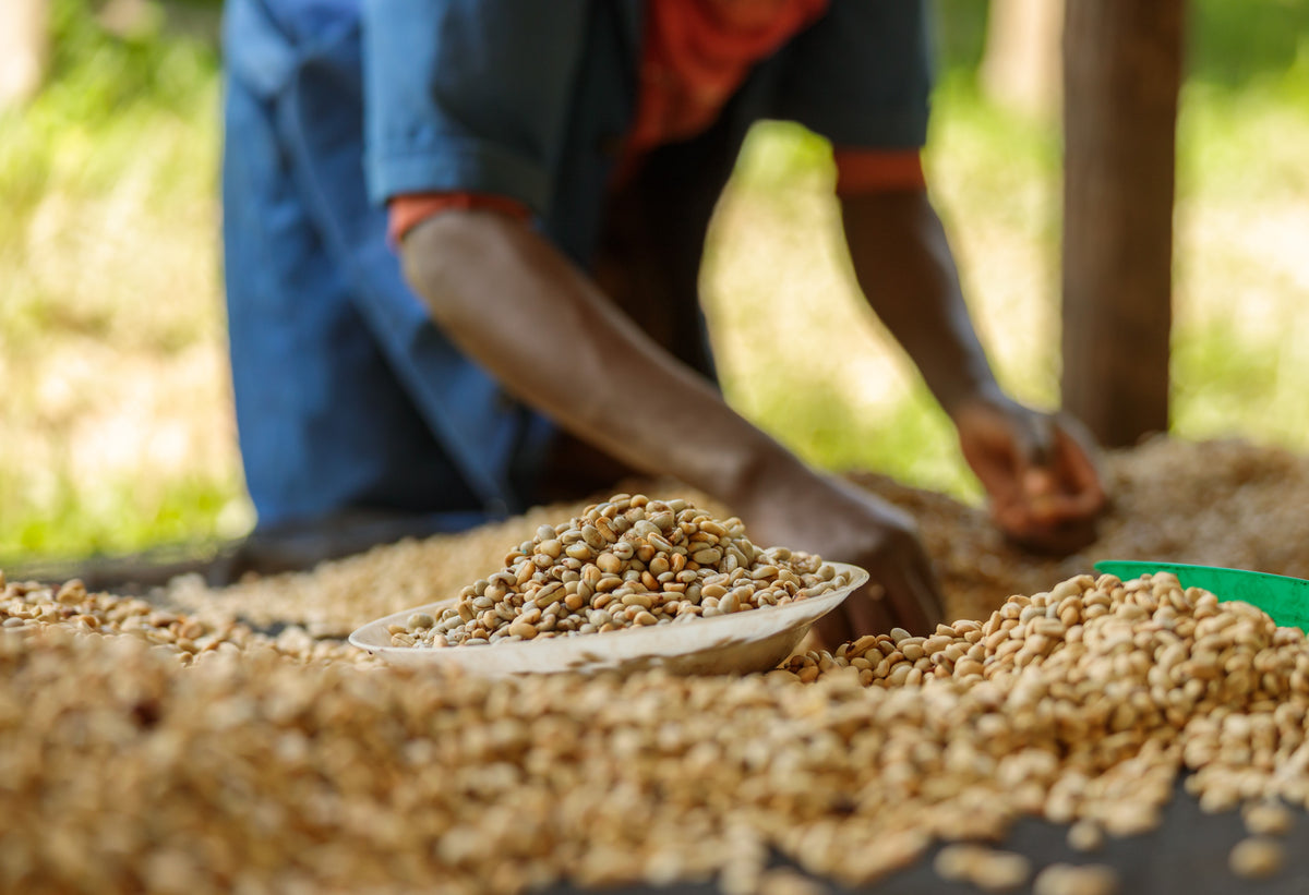 Coffee Processing: The Most Important Step in the Entire Production Pr ...