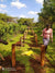 Kenya - Asali Hills Estate Peaberry - Direct Trade
